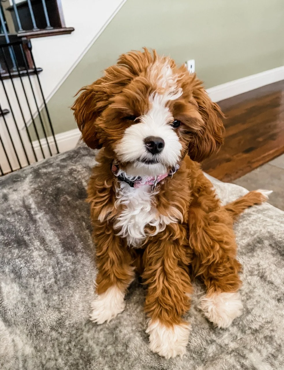 Do cavapoo puppies hot sale shed